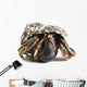 Hermit Crab Wall Decal