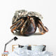 Hermit Crab Wall Decal