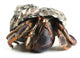 Hermit Crab Wall Decal