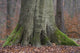 Book Root