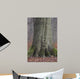 Beech Trunk