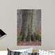 Beech Trunk