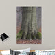 Beech Trunk