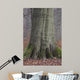 Beech Trunk