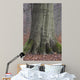 Beech Trunk
