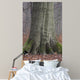 Beech Trunk