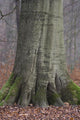 Beech Trunk