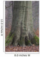 Beech Trunk