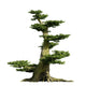 Old Bonsai Fairy Tree Wall Decal