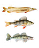 Predators Collection White Wall Decal