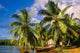 Tropical Landscape Wall Decal Design 2