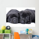 Black Labrador Retriever One