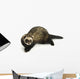 Ferret 3