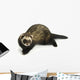Ferret 3