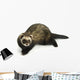 Ferret 3