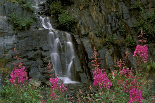 Fireweed In Bloom Near Waterfall Turnagain Pass Ak Kp Summer Wall Mural