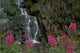 Fireweed In Bloom Near Waterfall Turnagain Pass Ak Kp Summer Wall Mural