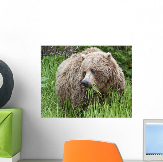 A Female Brown Bear Feeds On Sedge Grasses Wall Mural