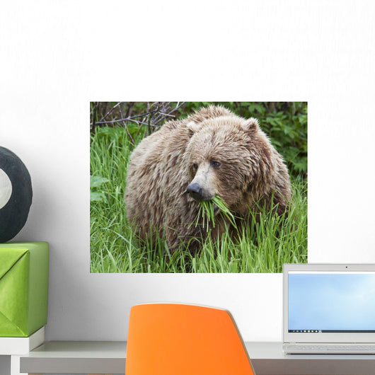 A Female Brown Bear Feeds On Sedge Grasses Wall Mural