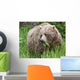 A Female Brown Bear Feeds On Sedge Grasses Wall Mural