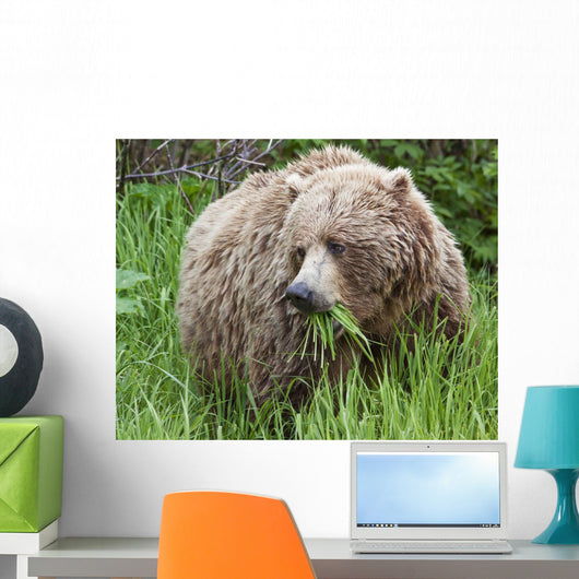 A Female Brown Bear Feeds On Sedge Grasses Wall Mural