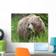 A Female Brown Bear Feeds On Sedge Grasses Wall Mural