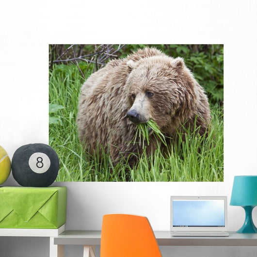 A Female Brown Bear Feeds On Sedge Grasses Wall Mural