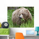A Female Brown Bear Feeds On Sedge Grasses Wall Mural