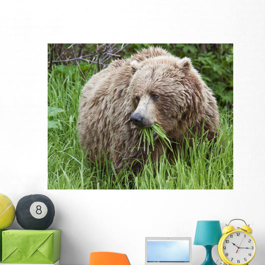 A Female Brown Bear Feeds On Sedge Grasses Wall Mural