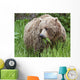 A Female Brown Bear Feeds On Sedge Grasses Wall Mural