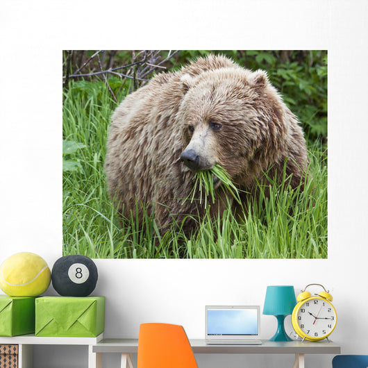 A Female Brown Bear Feeds On Sedge Grasses Wall Mural