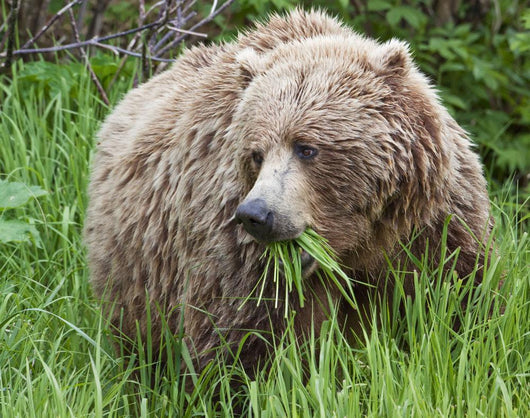 A Female Brown Bear Feeds On Sedge Grasses Wall Mural
