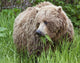 A Female Brown Bear Feeds On Sedge Grasses Wall Mural