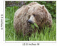 A Female Brown Bear Feeds On Sedge Grasses Wall Mural