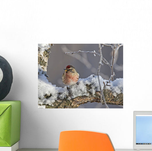 Close Up View Of A Male Redpoll In Spring Breeding Colors Wall Mural