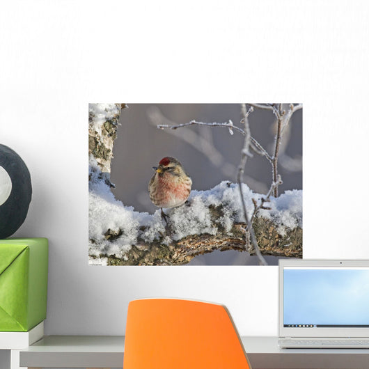 Close Up View Of A Male Redpoll In Spring Breeding Colors Wall Mural