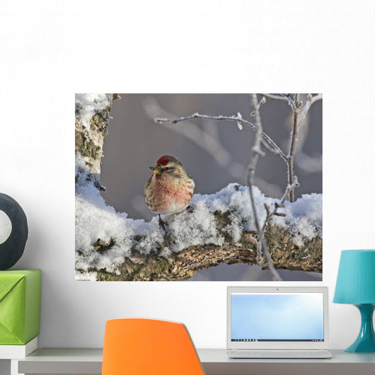 Close Up View Of A Male Redpoll In Spring Breeding Colors Wall Mural