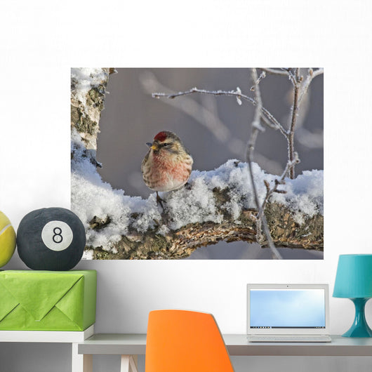 Close Up View Of A Male Redpoll In Spring Breeding Colors Wall Mural