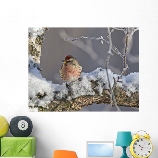 Close Up View Of A Male Redpoll In Spring Breeding Colors Wall Mural