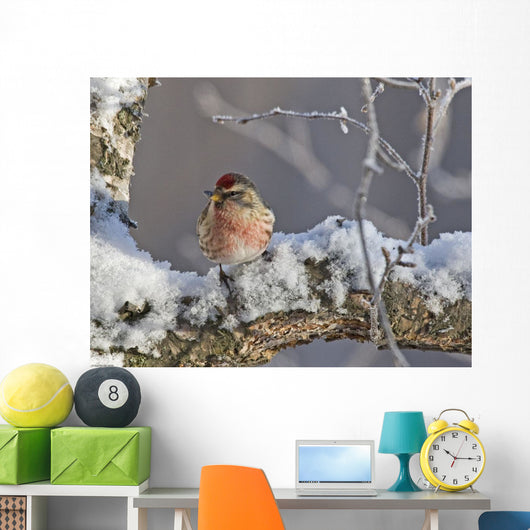 Close Up View Of A Male Redpoll In Spring Breeding Colors Wall Mural