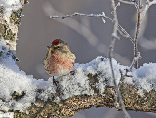 Close Up View Of A Male Redpoll In Spring Breeding Colors Wall Mural