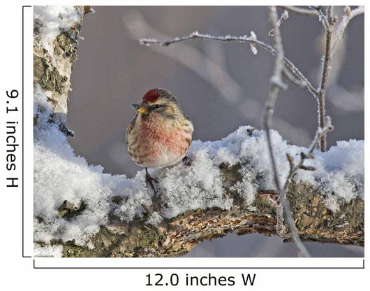 Close Up View Of A Male Redpoll In Spring Breeding Colors Wall Mural