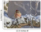 Close Up View Of A Male Redpoll In Spring Breeding Colors Wall Mural