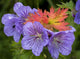 Wild Geranium Blooms With Premature Fall Leaf Coloring In Glen Alps Wall Mural