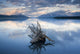 Driftwood Stump Wall Mural