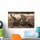 Sleeping Adult Bull Moose Wall Mural