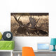 Sleeping Adult Bull Moose Wall Mural