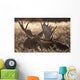 Sleeping Adult Bull Moose Wall Mural
