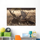 Sleeping Adult Bull Moose Wall Mural