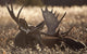 Sleeping Adult Bull Moose Wall Mural